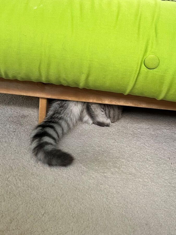 When CatMax Maxi meet BSH Luigi the first time