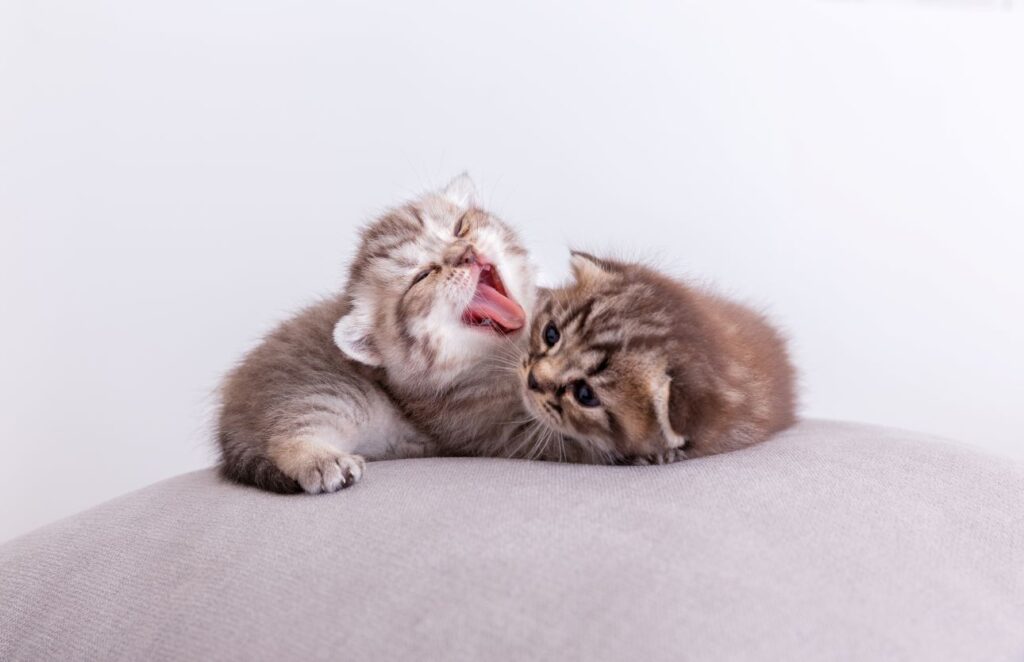Max's Checklist for Choosing a Kitten: CatMax Sussex